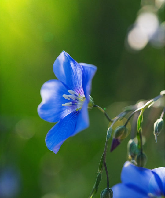 Blue Flax