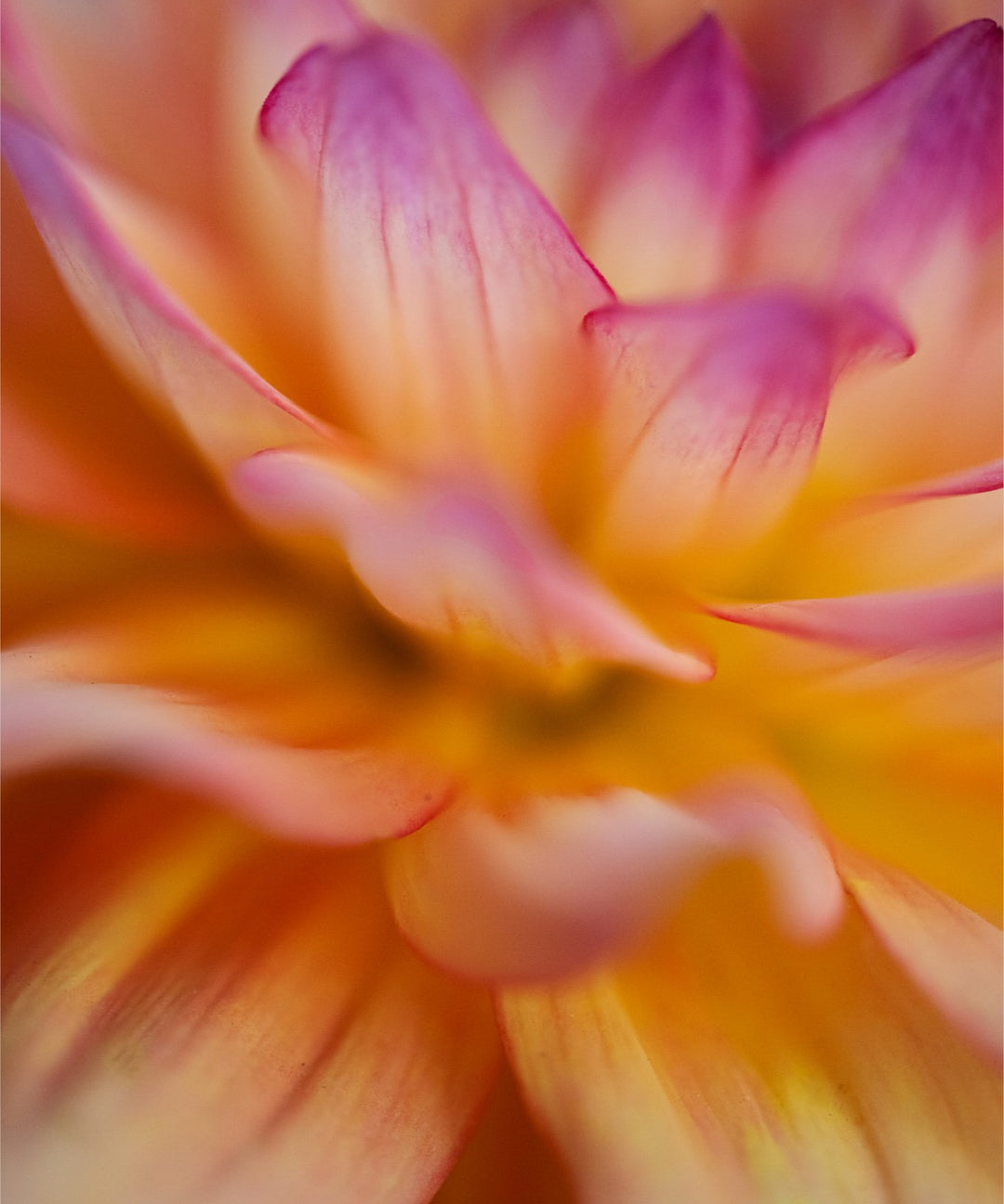Dahlia