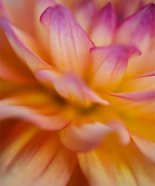 Dahlia