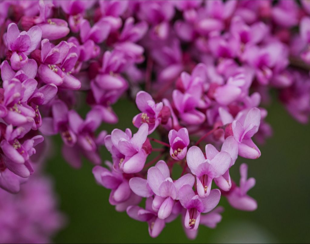 Purple Blossoms