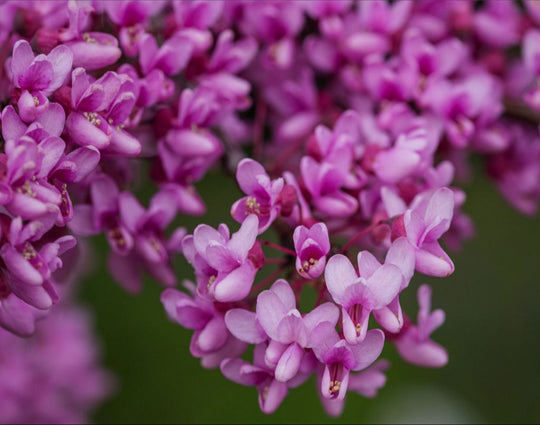 Purple Blossoms