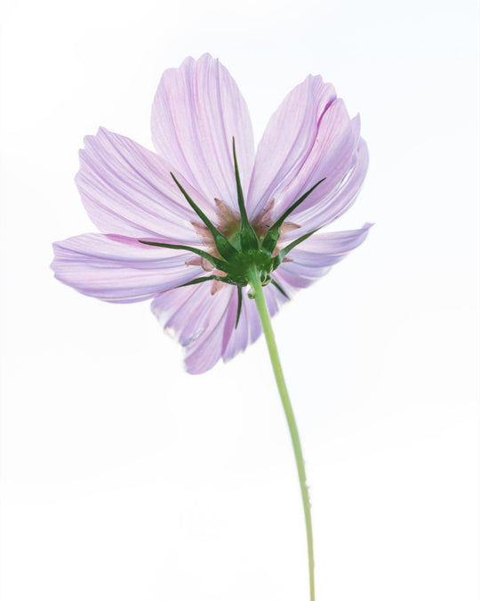 Cosmo on White