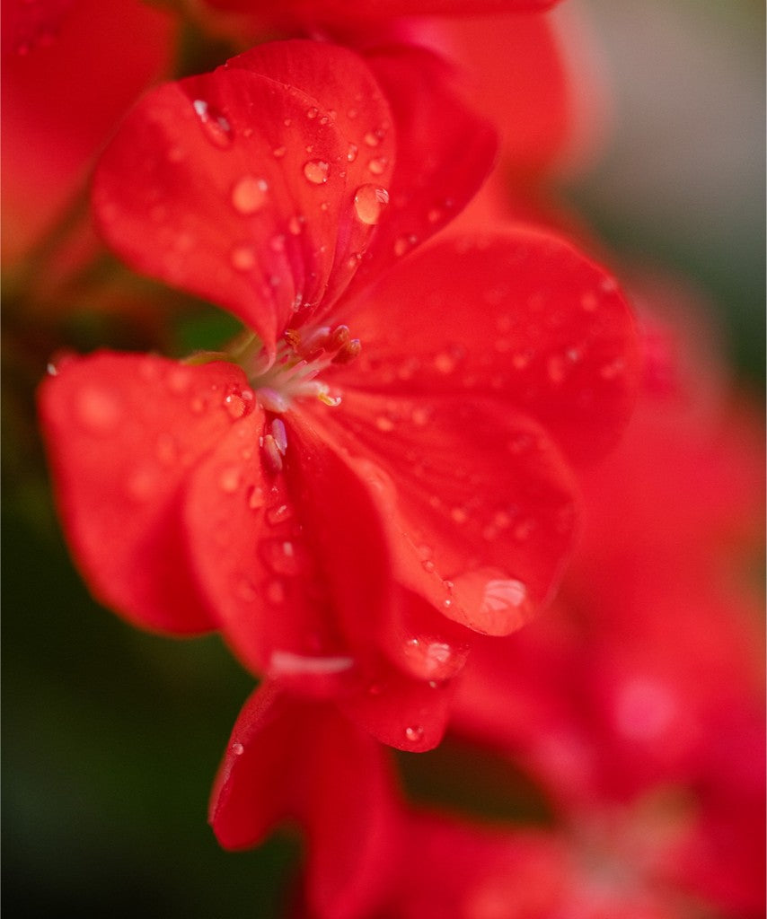 Karen - Red Geranium