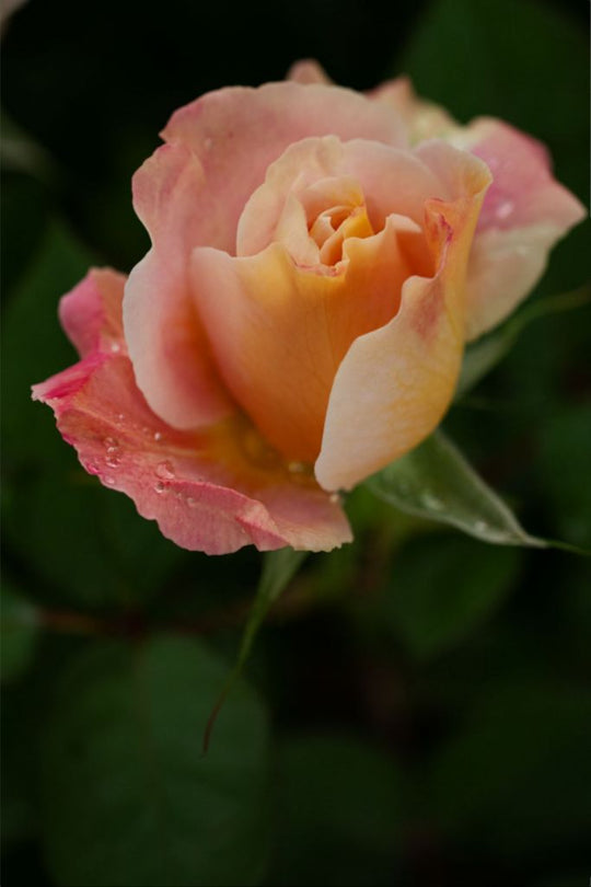 Isabella - Pale Pink Rose