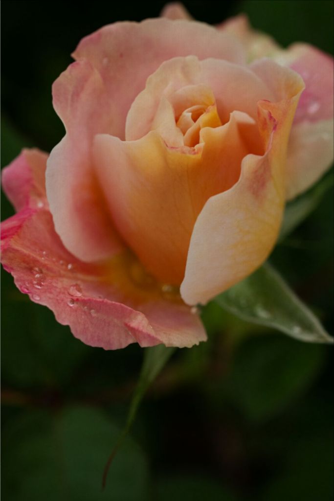 Isabella - Pale Pink Rose
