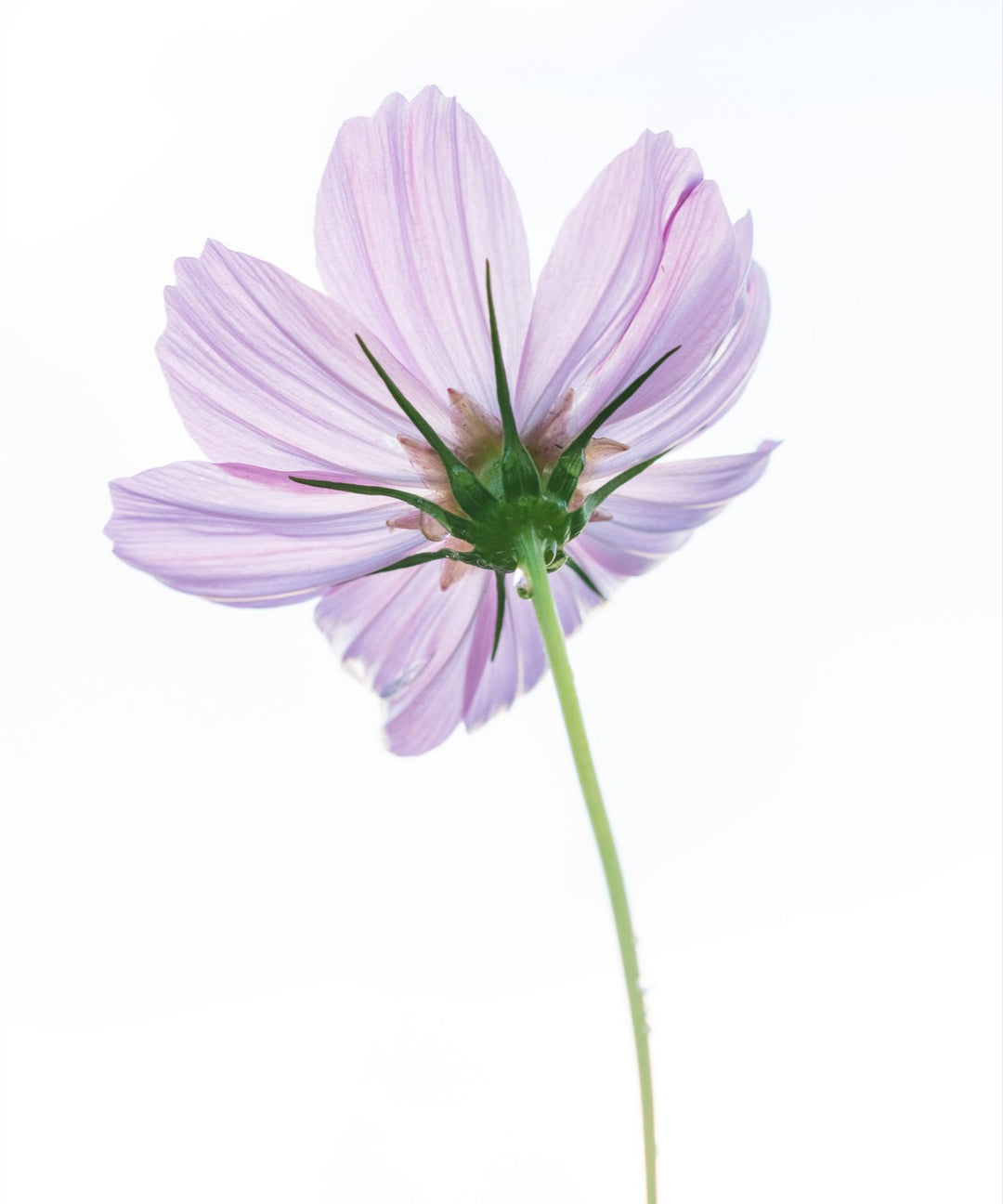 Cosmo on White