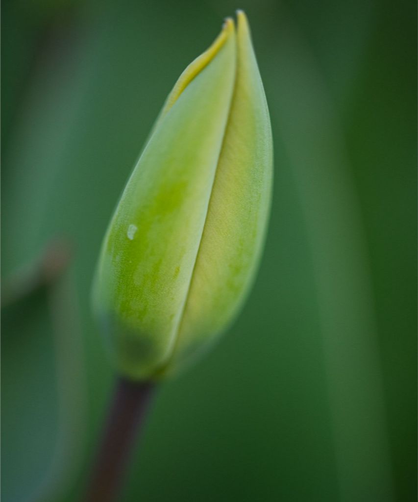 Aviva - Tulip Bud