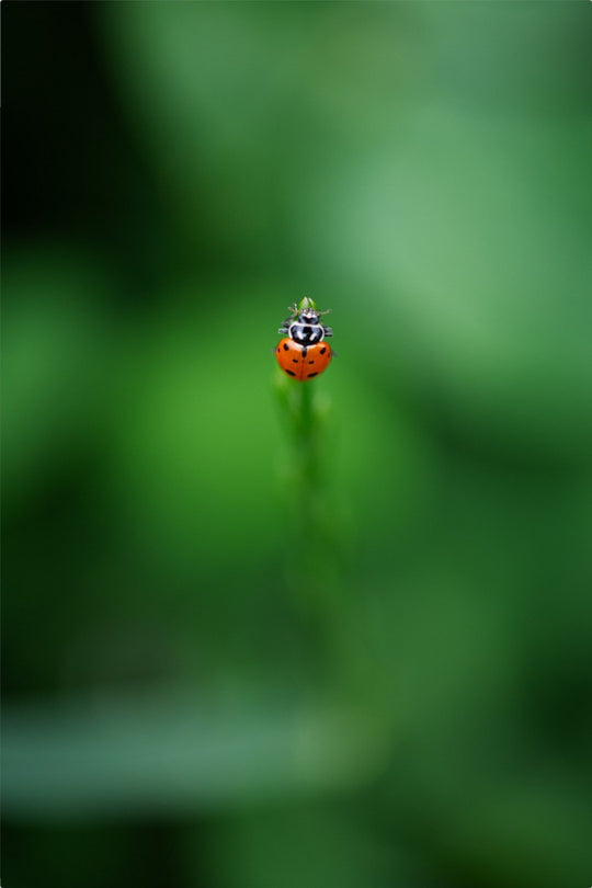 Garrett the Ladybug