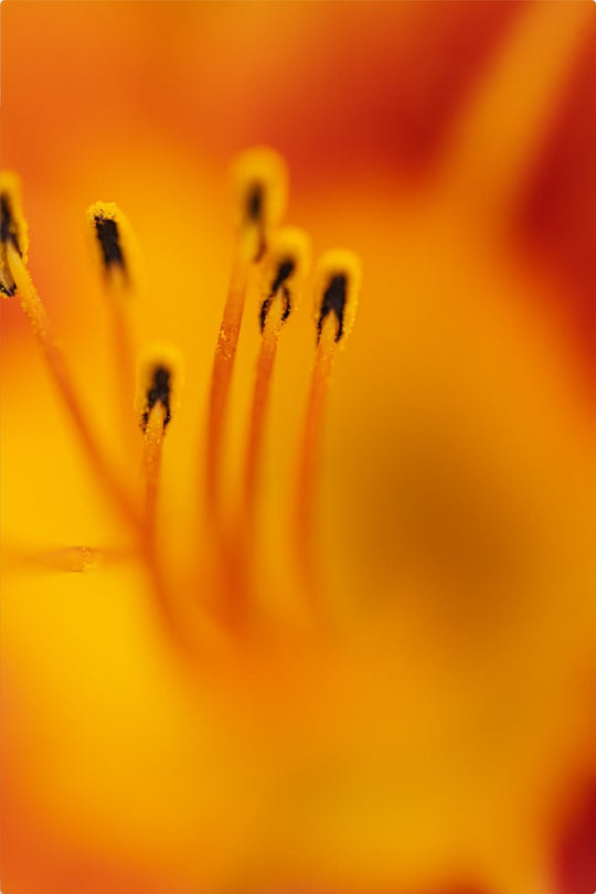 Zuzu - Day Lily - Abstract