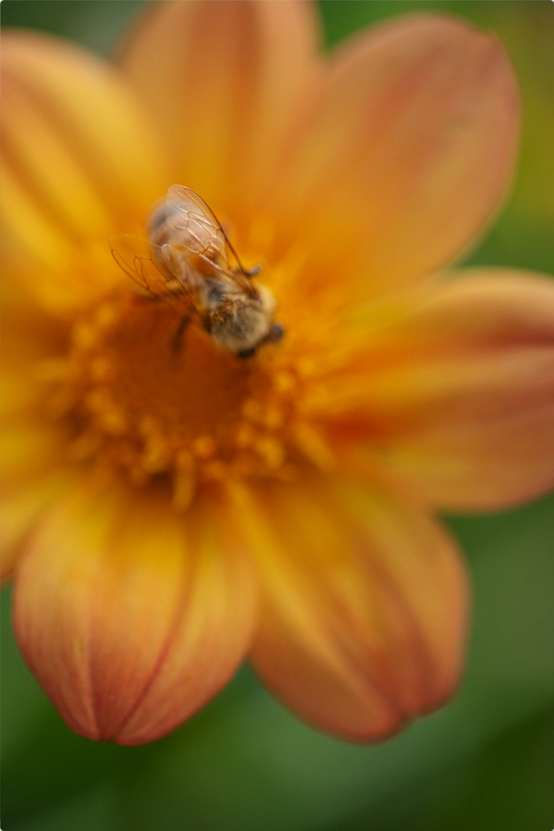 Bee Wings