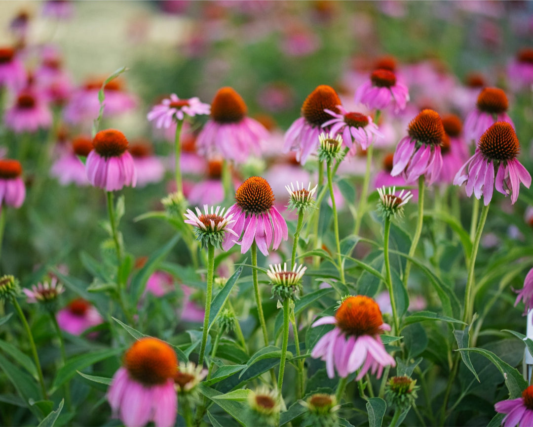 Echinacea in the morning