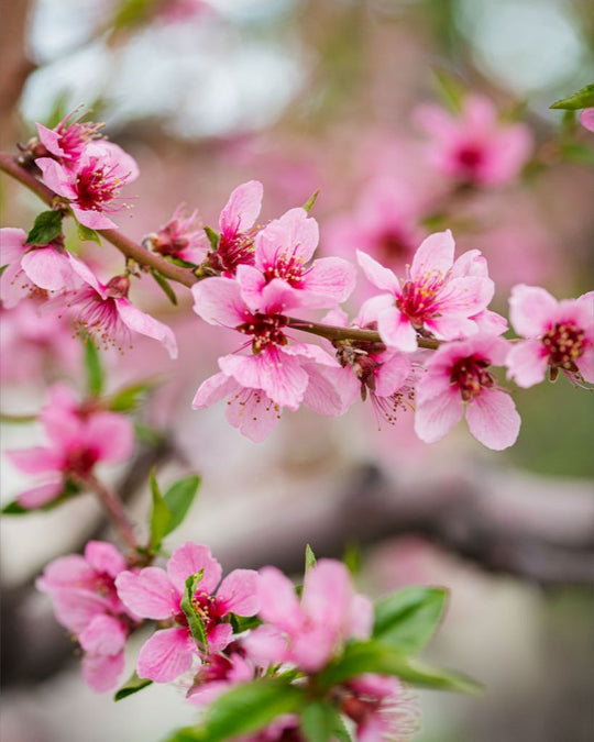 Peach Tree Blossoms