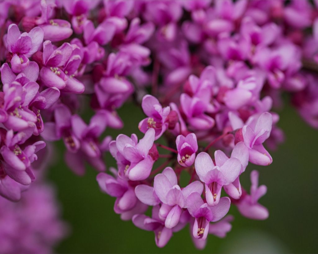 Purple Blossoms