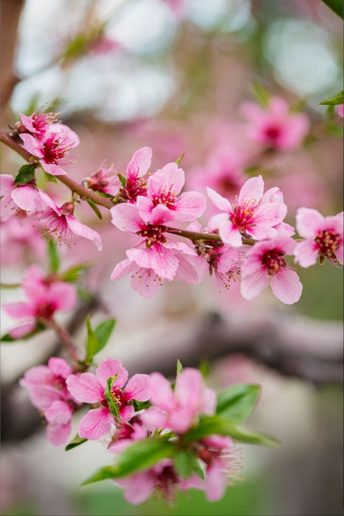 Peach Tree Blossoms