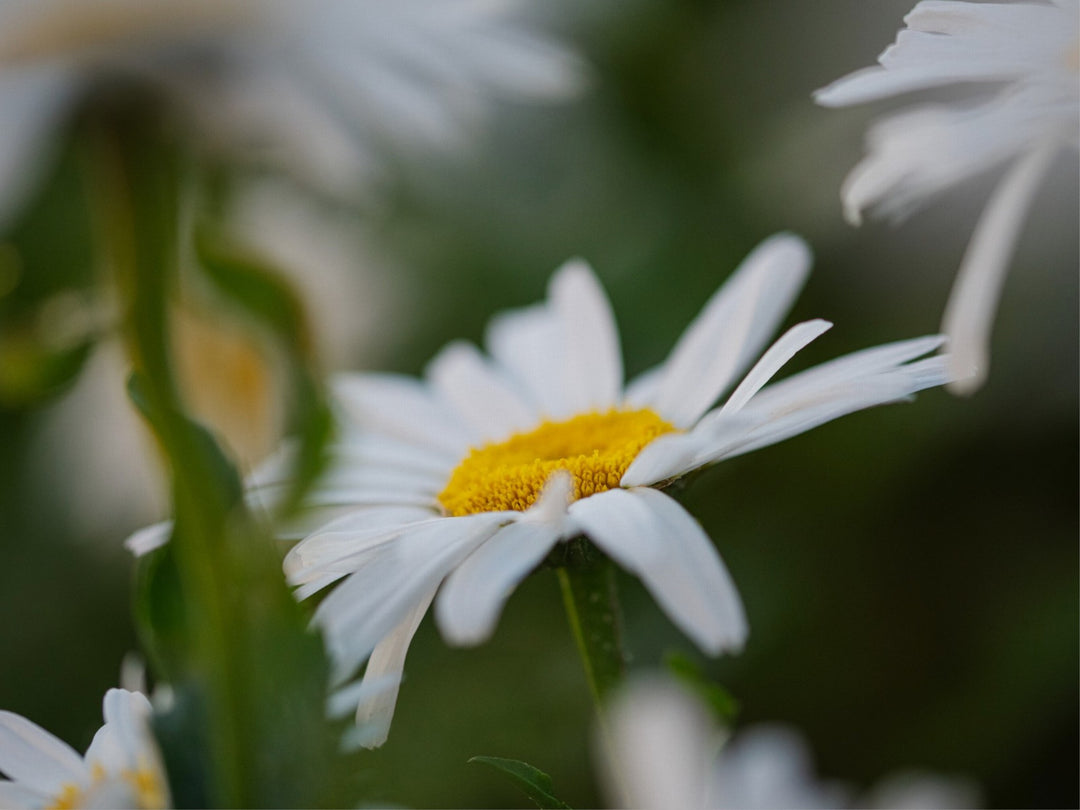 Daisies