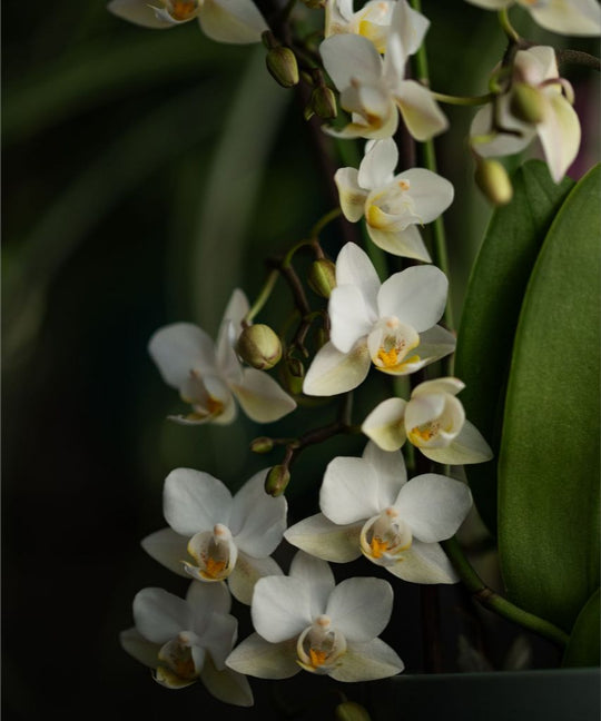 Seraphina - White Orchid