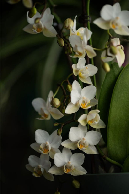 Seraphina - White Orchid