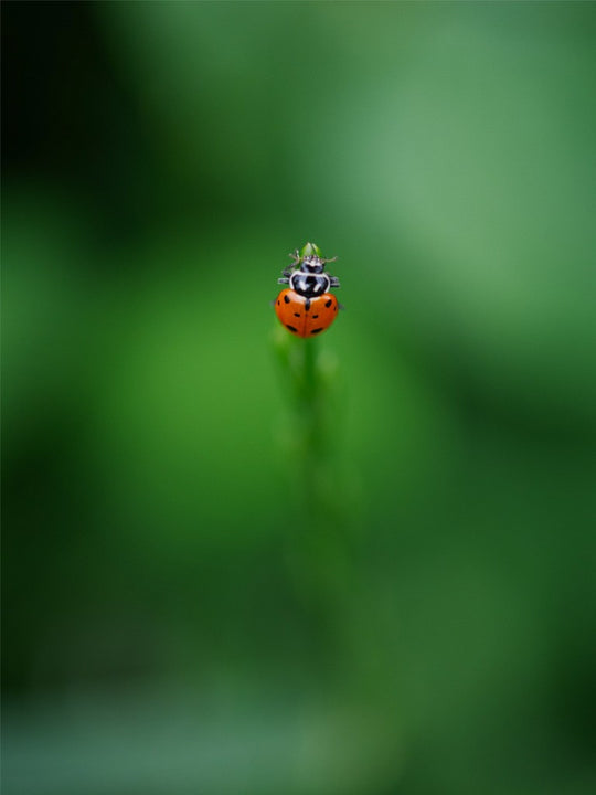 Garrett the Ladybug