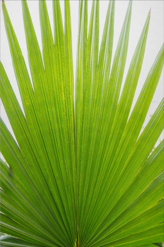 Mariette - Palm frond