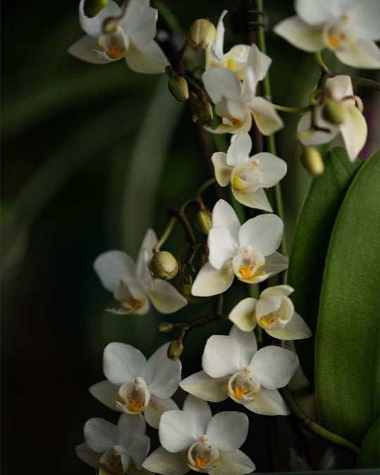 Seraphina - White Orchid