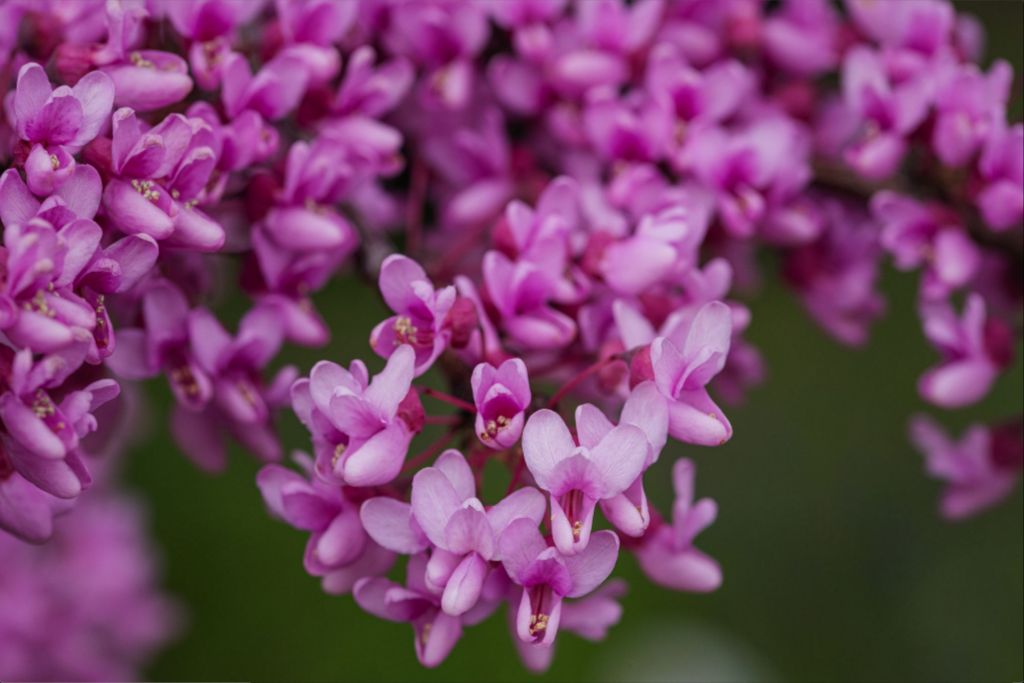 Purple Blossoms