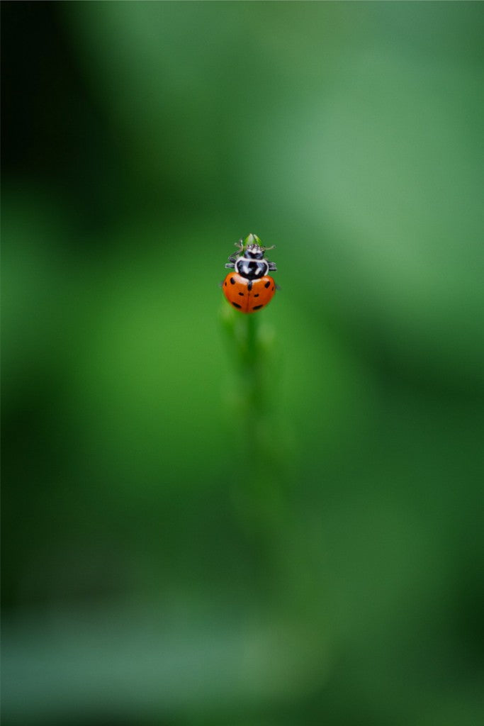 Garrett the Ladybug