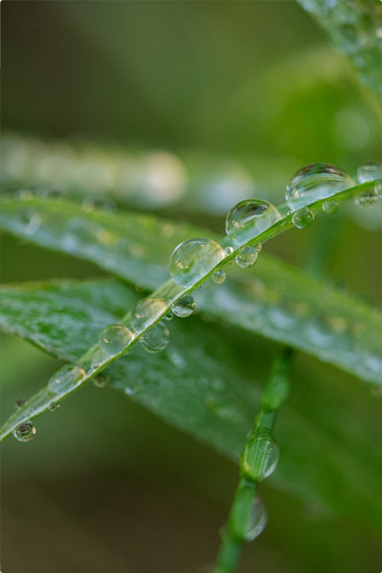 Water Droplets