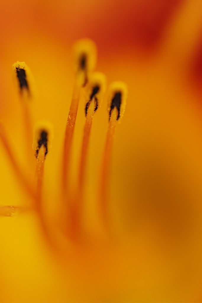 Zuzu - Day Lily - Abstract