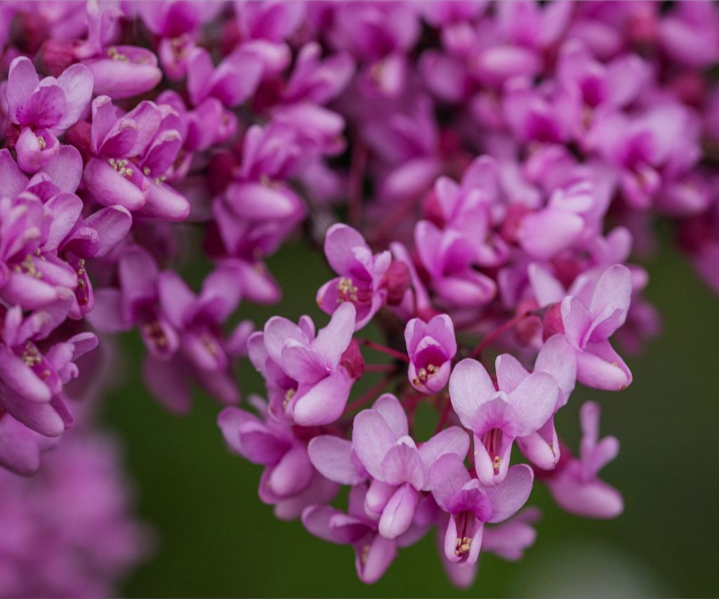 Purple Blossoms