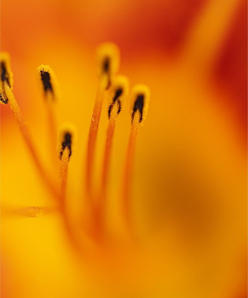 Zuzu - Day Lily - Abstract