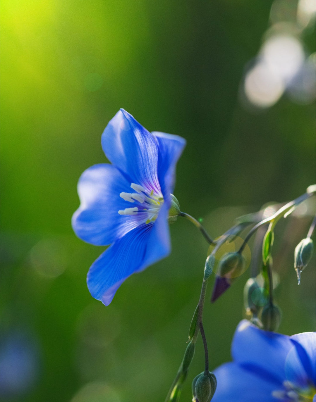 Blue Flax