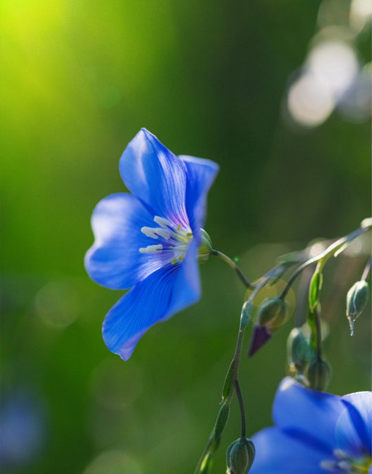 Blue Flax