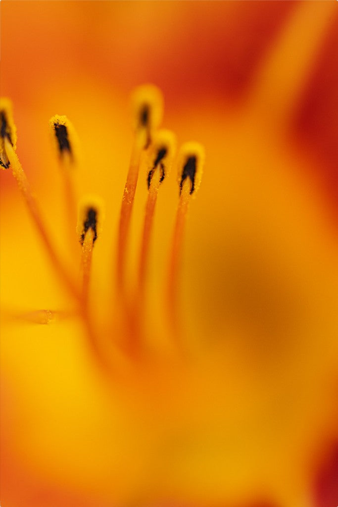 Zuzu - Day Lily - Abstract