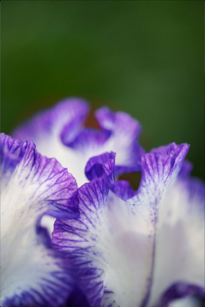 Linda - Purple Iris