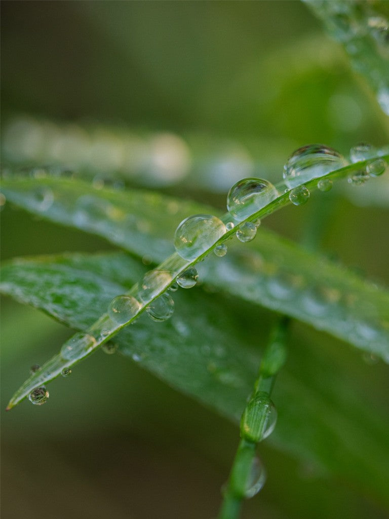 Water Droplets