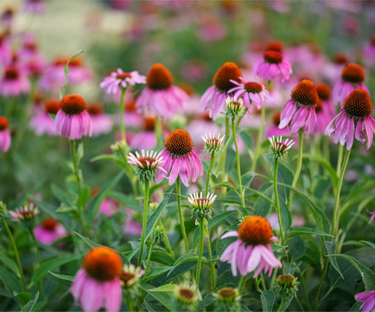 Echinacea in the morning