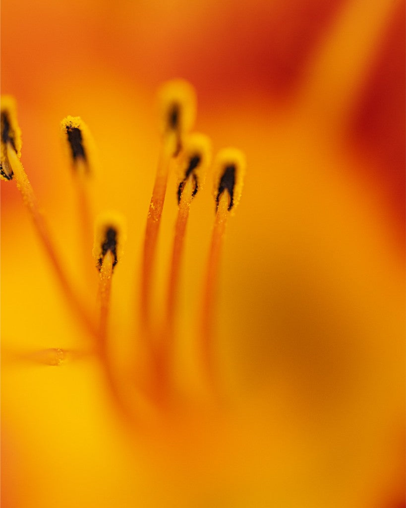 Zuzu - Day Lily - Abstract