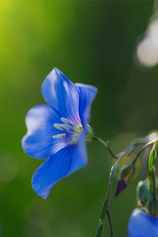 Blue Flax