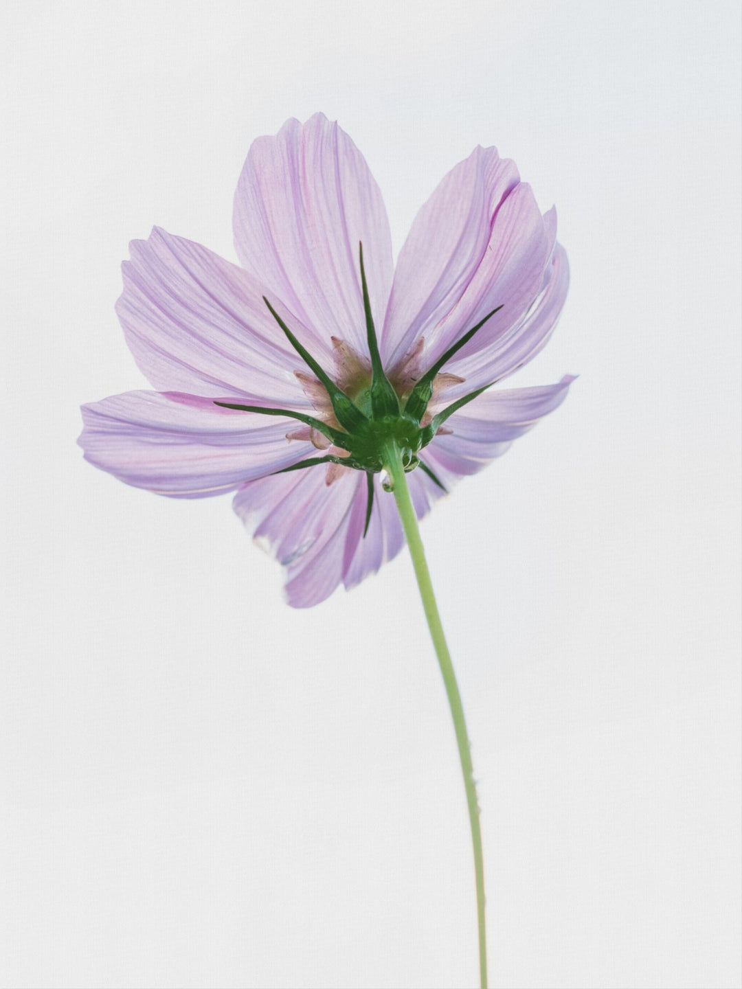 Cosmo on White