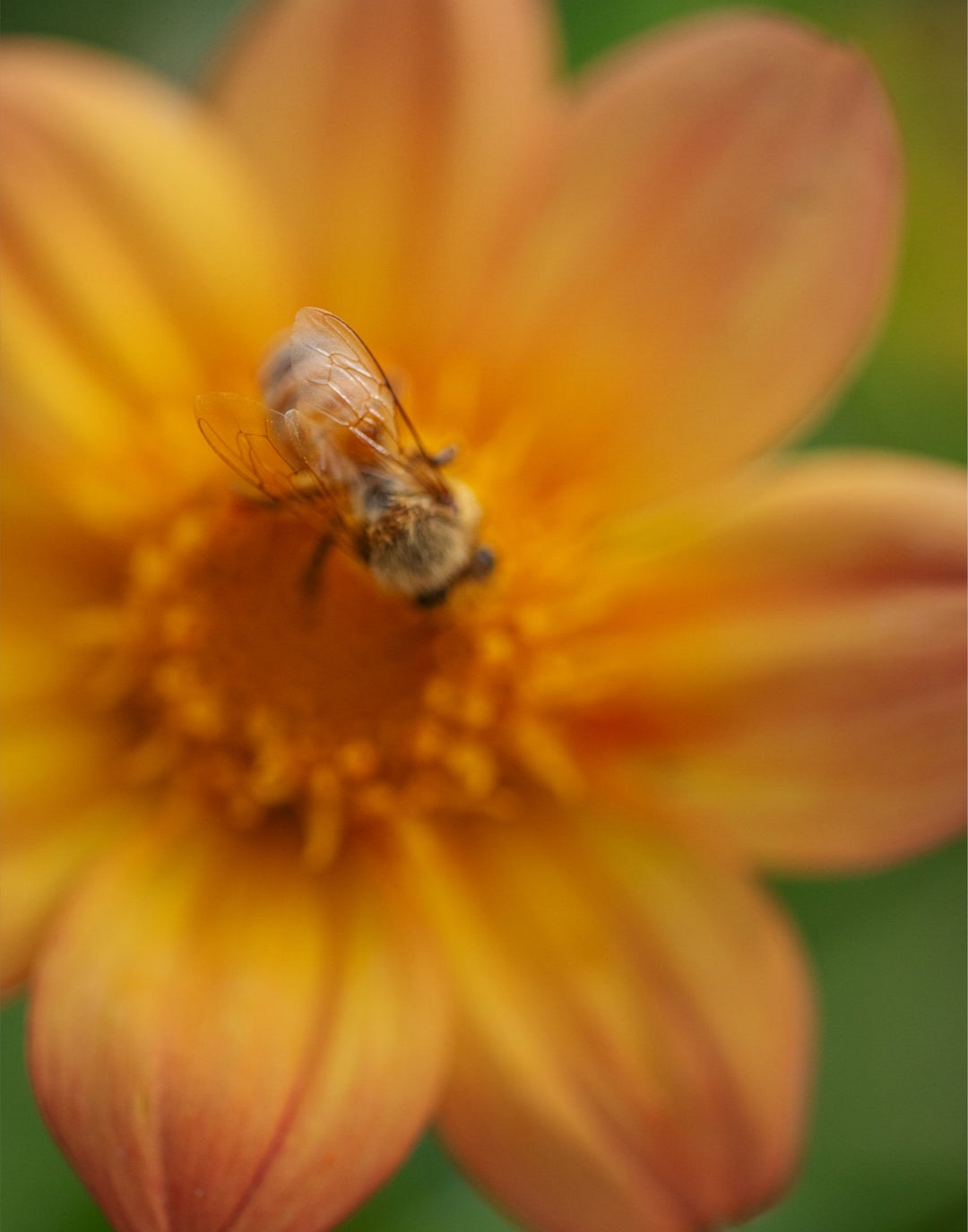 Bee Wings