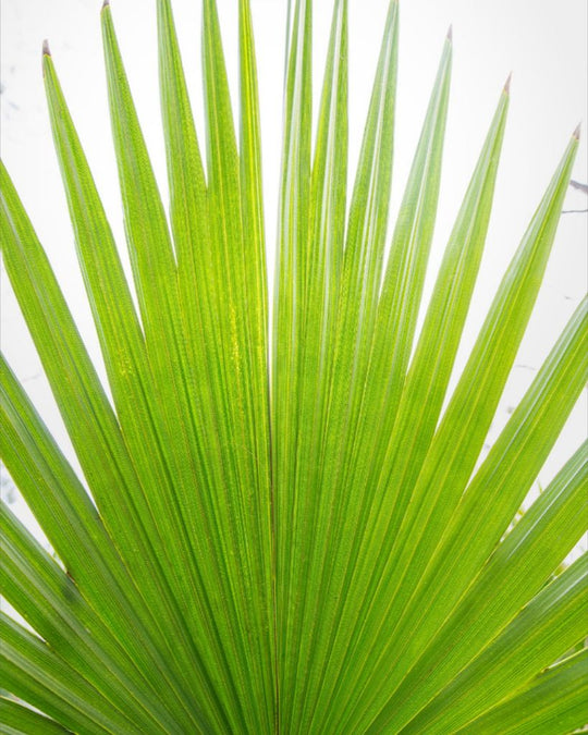 Mariette - Palm frond