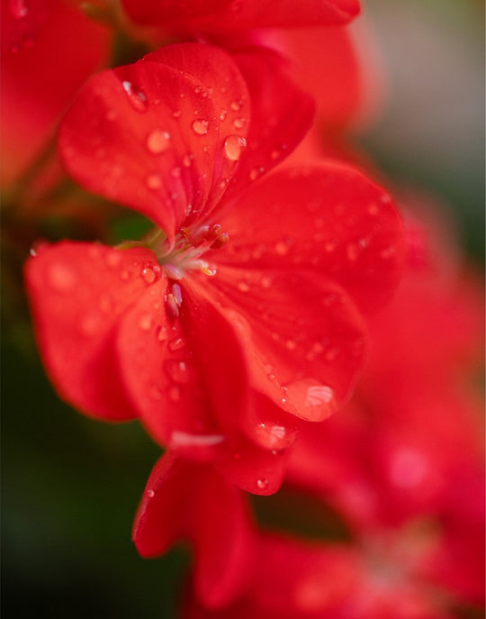 Karen - Red Geranium