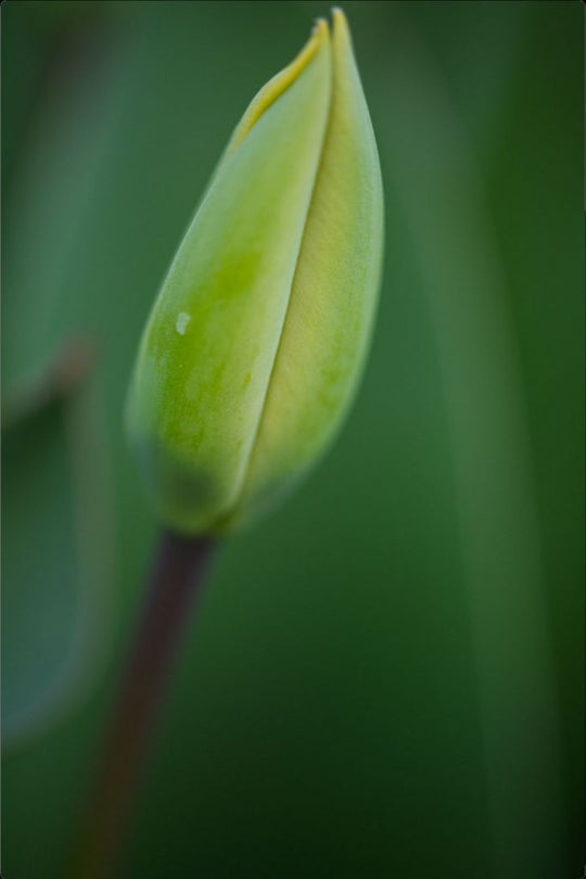 Aviva - Tulip Bud