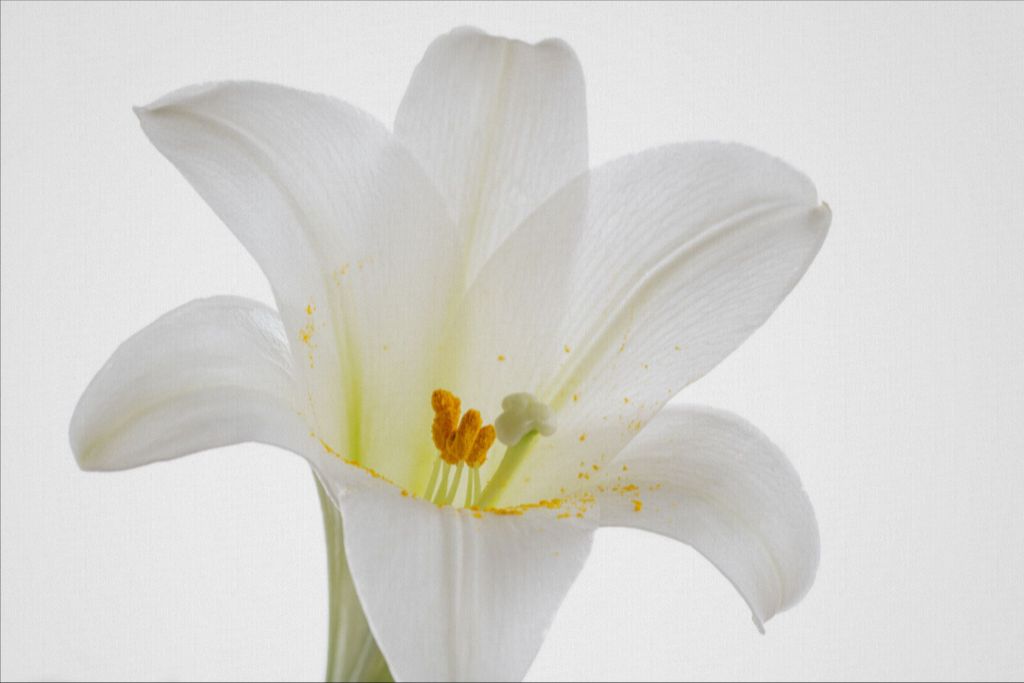 Grace - Easter Lily