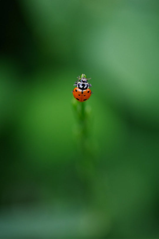 Garrett the Ladybug