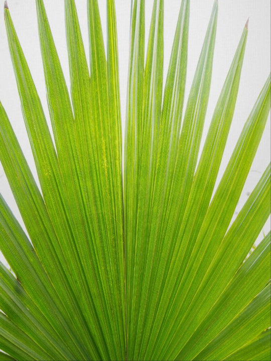 Mariette - Palm frond