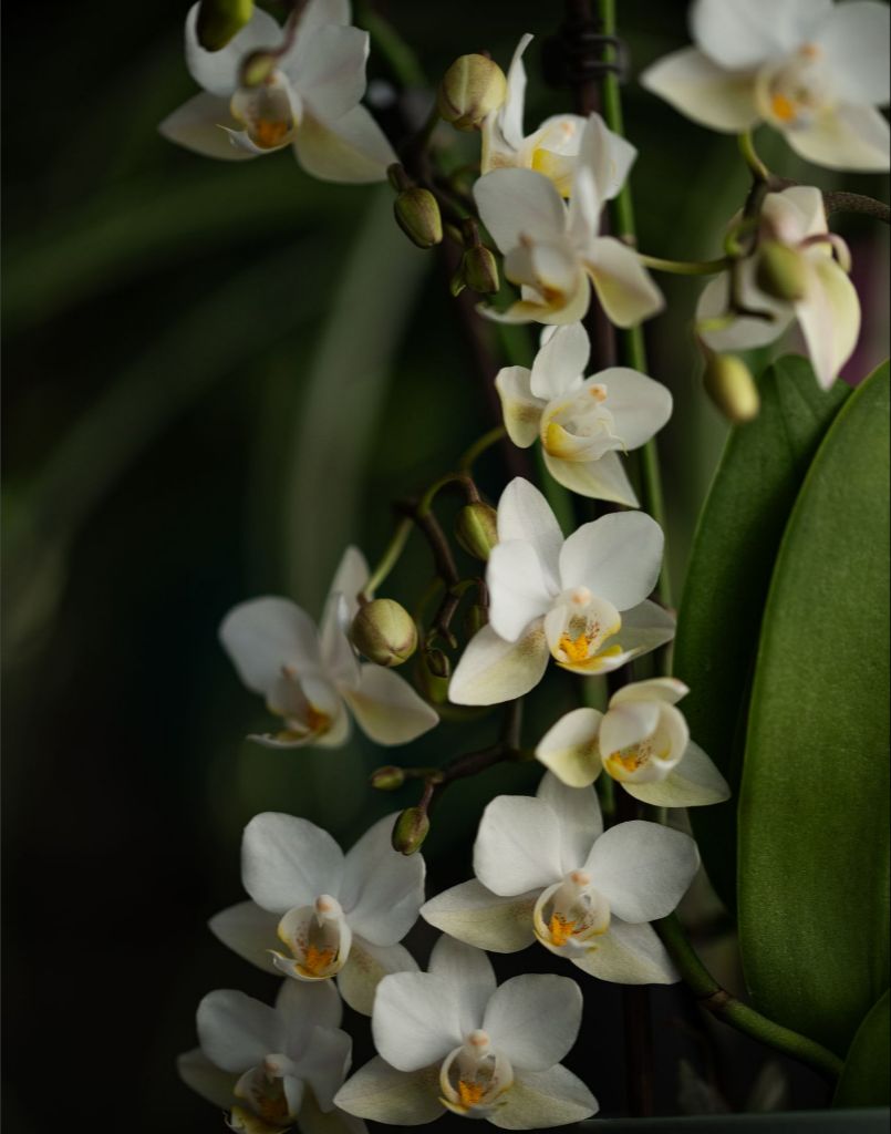 Seraphina - White Orchid