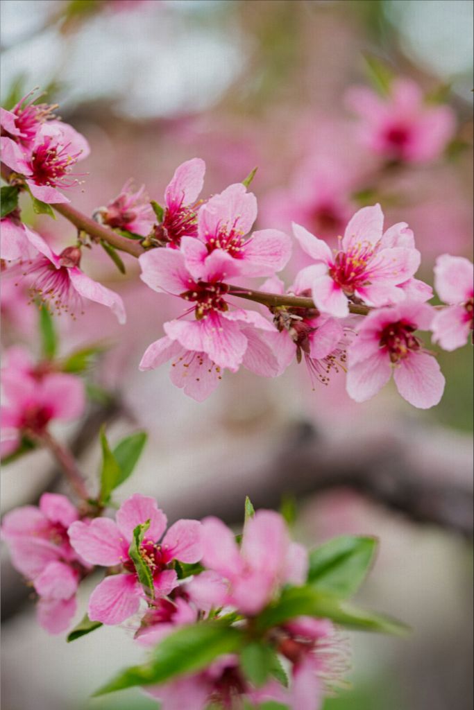 Peach Tree Blossoms