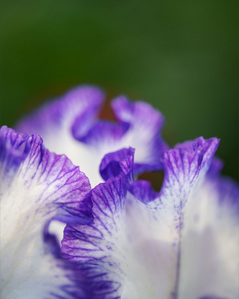 Linda - Purple Iris