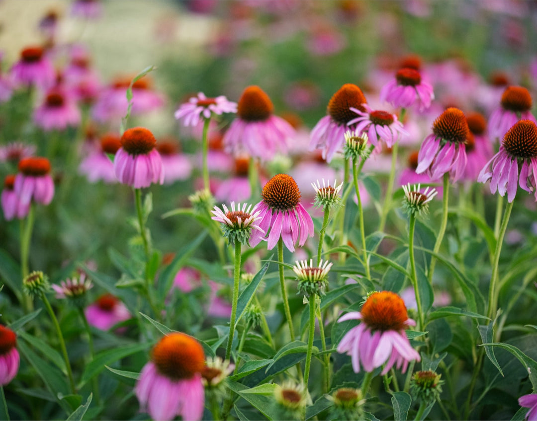 Echinacea in the morning